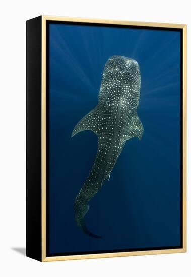 Whale Shark, Cenderawasih Bay, West Papua, Indonesia-Pete Oxford-Framed Premier Image Canvas