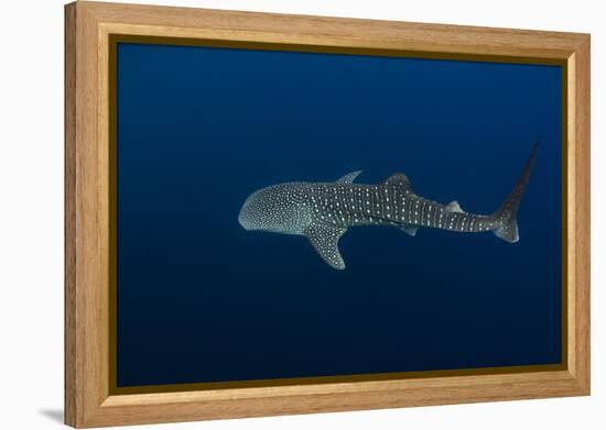 Whale Shark, Cenderawasih Bay, West Papua, Indonesia-Pete Oxford-Framed Premier Image Canvas