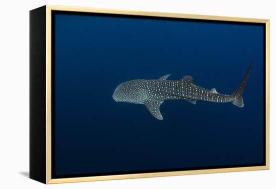 Whale Shark, Cenderawasih Bay, West Papua, Indonesia-Pete Oxford-Framed Premier Image Canvas