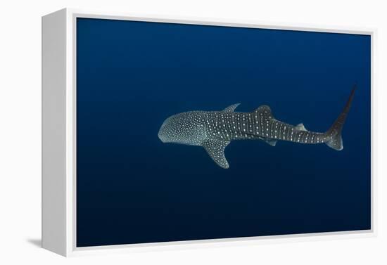 Whale Shark, Cenderawasih Bay, West Papua, Indonesia-Pete Oxford-Framed Premier Image Canvas