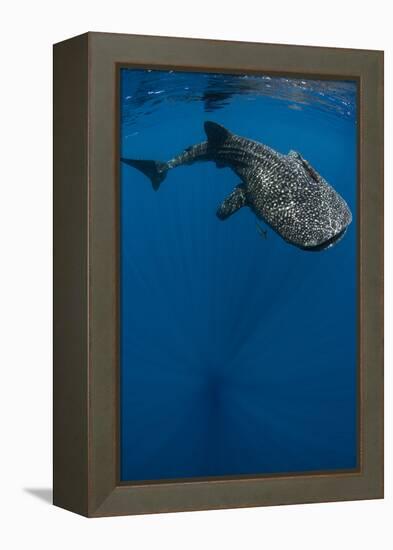 Whale Shark, Cenderawasih Bay, West Papua, Indonesia-Pete Oxford-Framed Premier Image Canvas