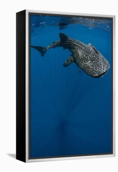 Whale Shark, Cenderawasih Bay, West Papua, Indonesia-Pete Oxford-Framed Premier Image Canvas