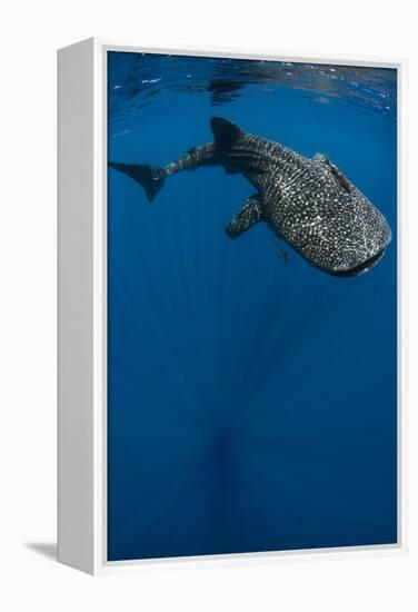 Whale Shark, Cenderawasih Bay, West Papua, Indonesia-Pete Oxford-Framed Premier Image Canvas