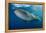 Whale Shark, Cenderawasih Bay, West Papua, Indonesia-Pete Oxford-Framed Premier Image Canvas