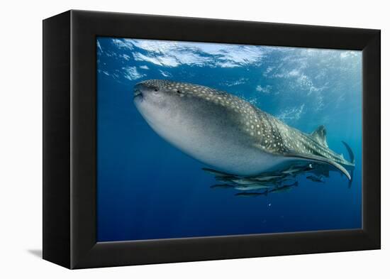 Whale Shark, Cenderawasih Bay, West Papua, Indonesia-Pete Oxford-Framed Premier Image Canvas