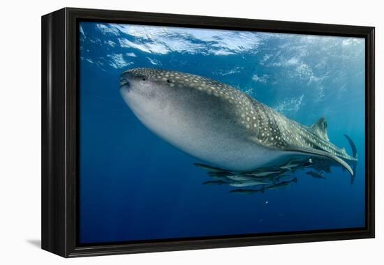 Whale Shark, Cenderawasih Bay, West Papua, Indonesia-Pete Oxford-Framed Premier Image Canvas