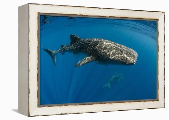 Whale Shark, Cenderawasih Bay, West Papua, Indonesia-Pete Oxford-Framed Premier Image Canvas