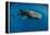 Whale Shark, Cenderawasih Bay, West Papua, Indonesia-Pete Oxford-Framed Premier Image Canvas