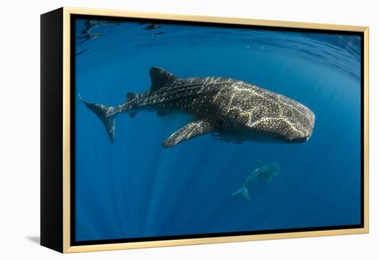 Whale Shark, Cenderawasih Bay, West Papua, Indonesia-Pete Oxford-Framed Premier Image Canvas