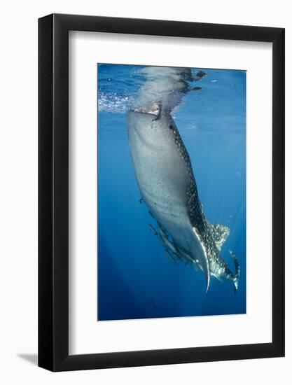 Whale Shark, Cenderawasih Bay, West Papua, Indonesia-Pete Oxford-Framed Photographic Print