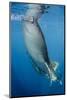 Whale Shark, Cenderawasih Bay, West Papua, Indonesia-Pete Oxford-Mounted Photographic Print