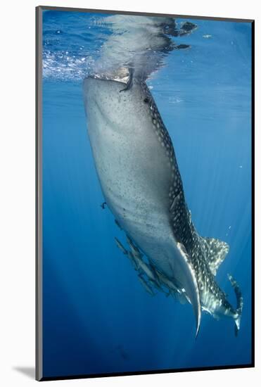 Whale Shark, Cenderawasih Bay, West Papua, Indonesia-Pete Oxford-Mounted Photographic Print