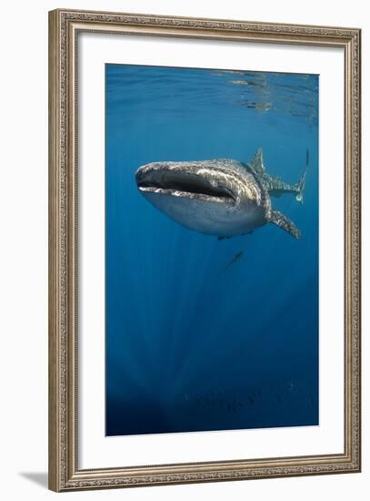 Whale Shark, Cenderawasih Bay, West Papua, Indonesia-Pete Oxford-Framed Photographic Print