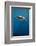 Whale Shark, Cenderawasih Bay, West Papua, Indonesia-Pete Oxford-Framed Photographic Print