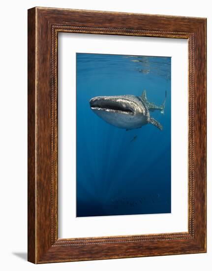 Whale Shark, Cenderawasih Bay, West Papua, Indonesia-Pete Oxford-Framed Photographic Print