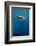 Whale Shark, Cenderawasih Bay, West Papua, Indonesia-Pete Oxford-Framed Photographic Print