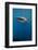 Whale Shark, Cenderawasih Bay, West Papua, Indonesia-Pete Oxford-Framed Photographic Print