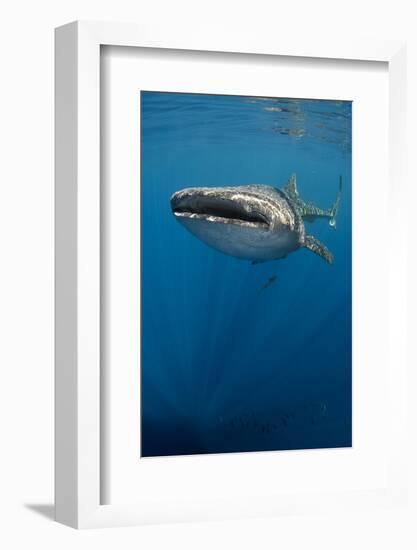 Whale Shark, Cenderawasih Bay, West Papua, Indonesia-Pete Oxford-Framed Photographic Print