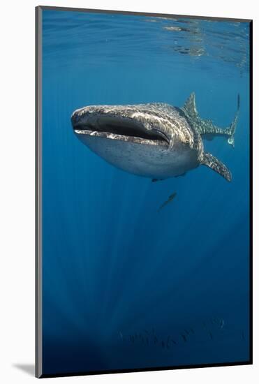 Whale Shark, Cenderawasih Bay, West Papua, Indonesia-Pete Oxford-Mounted Photographic Print