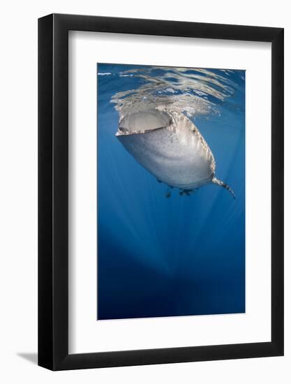 Whale Shark, Cenderawasih Bay, West Papua, Indonesia-Pete Oxford-Framed Photographic Print