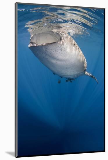 Whale Shark, Cenderawasih Bay, West Papua, Indonesia-Pete Oxford-Mounted Photographic Print