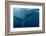 Whale Shark, Cenderawasih Bay, West Papua, Indonesia-Pete Oxford-Framed Photographic Print