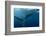 Whale Shark, Cenderawasih Bay, West Papua, Indonesia-Pete Oxford-Framed Photographic Print