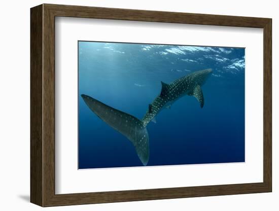 Whale Shark, Cenderawasih Bay, West Papua, Indonesia-Pete Oxford-Framed Photographic Print