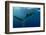 Whale Shark, Cenderawasih Bay, West Papua, Indonesia-Pete Oxford-Framed Photographic Print