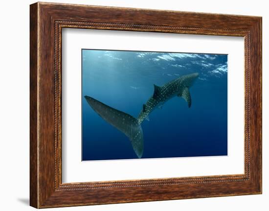 Whale Shark, Cenderawasih Bay, West Papua, Indonesia-Pete Oxford-Framed Photographic Print