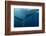 Whale Shark, Cenderawasih Bay, West Papua, Indonesia-Pete Oxford-Framed Photographic Print