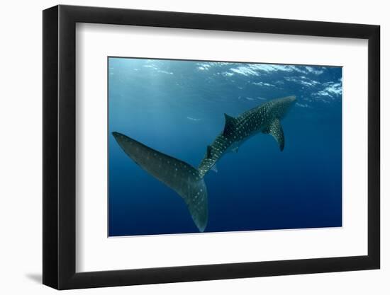 Whale Shark, Cenderawasih Bay, West Papua, Indonesia-Pete Oxford-Framed Photographic Print