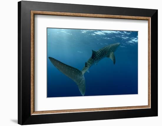 Whale Shark, Cenderawasih Bay, West Papua, Indonesia-Pete Oxford-Framed Photographic Print