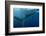 Whale Shark, Cenderawasih Bay, West Papua, Indonesia-Pete Oxford-Framed Photographic Print