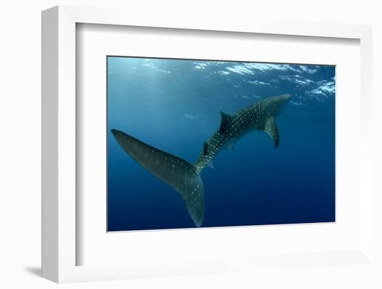 Whale Shark, Cenderawasih Bay, West Papua, Indonesia-Pete Oxford-Framed Photographic Print