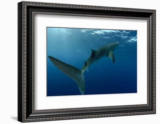 Whale Shark, Cenderawasih Bay, West Papua, Indonesia-Pete Oxford-Framed Photographic Print