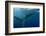 Whale Shark, Cenderawasih Bay, West Papua, Indonesia-Pete Oxford-Framed Photographic Print