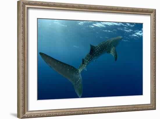 Whale Shark, Cenderawasih Bay, West Papua, Indonesia-Pete Oxford-Framed Photographic Print