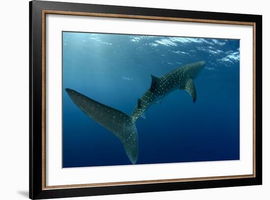 Whale Shark, Cenderawasih Bay, West Papua, Indonesia-Pete Oxford-Framed Photographic Print