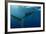 Whale Shark, Cenderawasih Bay, West Papua, Indonesia-Pete Oxford-Framed Photographic Print