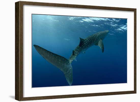 Whale Shark, Cenderawasih Bay, West Papua, Indonesia-Pete Oxford-Framed Photographic Print