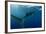 Whale Shark, Cenderawasih Bay, West Papua, Indonesia-Pete Oxford-Framed Photographic Print