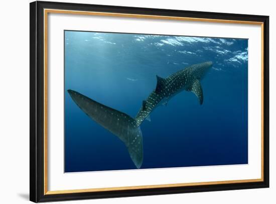 Whale Shark, Cenderawasih Bay, West Papua, Indonesia-Pete Oxford-Framed Photographic Print