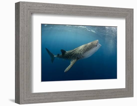 Whale Shark, Cenderawasih Bay, West Papua, Indonesia-Pete Oxford-Framed Photographic Print