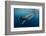 Whale Shark, Cenderawasih Bay, West Papua, Indonesia-Pete Oxford-Framed Photographic Print