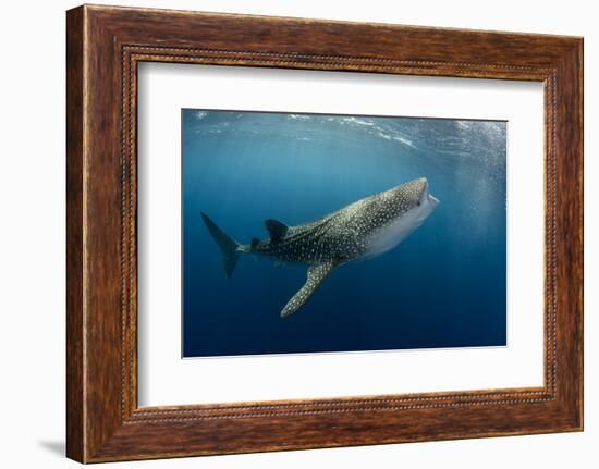 Whale Shark, Cenderawasih Bay, West Papua, Indonesia-Pete Oxford-Framed Photographic Print