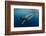 Whale Shark, Cenderawasih Bay, West Papua, Indonesia-Pete Oxford-Framed Photographic Print