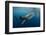 Whale Shark, Cenderawasih Bay, West Papua, Indonesia-Pete Oxford-Framed Photographic Print