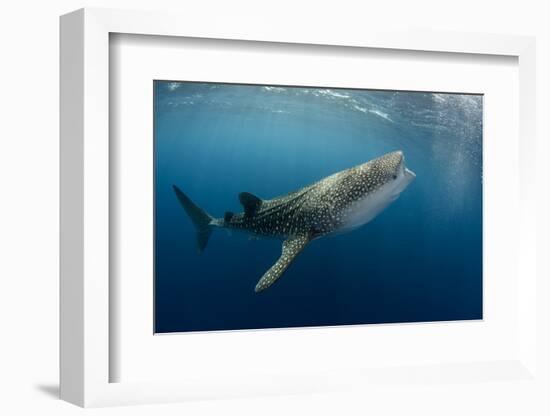 Whale Shark, Cenderawasih Bay, West Papua, Indonesia-Pete Oxford-Framed Photographic Print