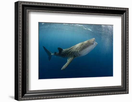 Whale Shark, Cenderawasih Bay, West Papua, Indonesia-Pete Oxford-Framed Photographic Print